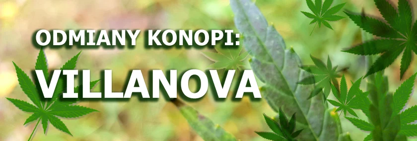 Odmiany konopi - Villanova