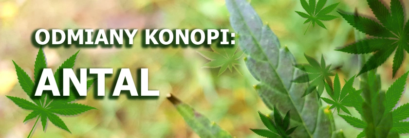 Odmiany konopi - Antal