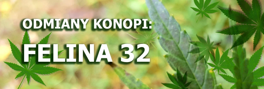 Odmiany konopi - Felina 32