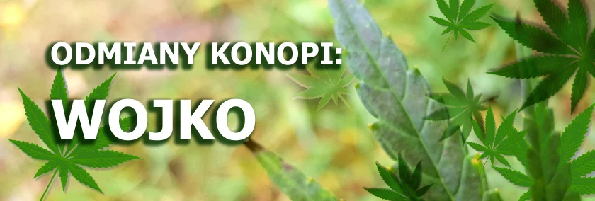 Odmiany konopi - Wojko