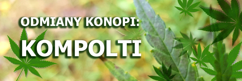 Odmiany konopi - Kompolti