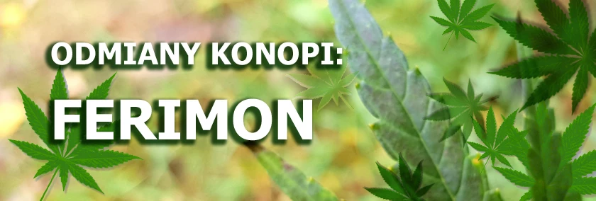 Odmiany konopi - Ferimon