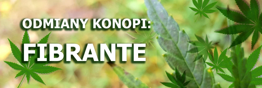 Odmiany konopi - Fibrante