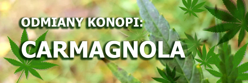 Odmiany konopi - Carmagnola