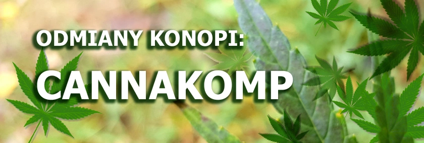 Odmiany konopi - Cannakomp