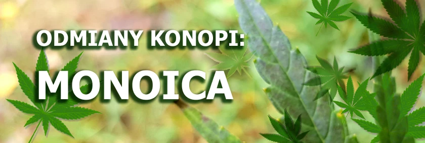 Odmiany konopi - Monoica