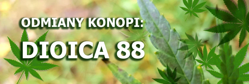 Odmiany konopi - Dioica 88