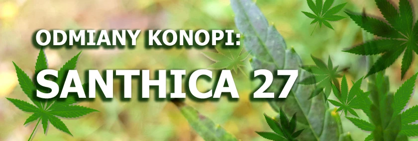 Odmiany konopi - Santhica 27