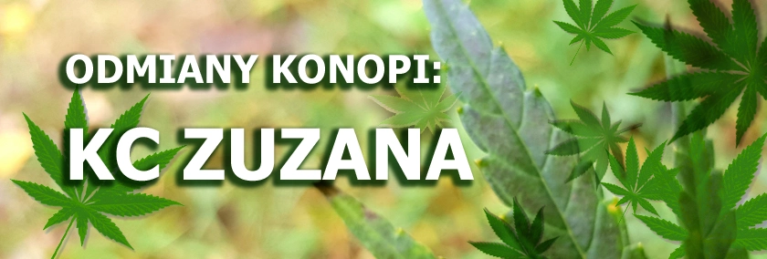 Odmiany konopi - KC Zuzana