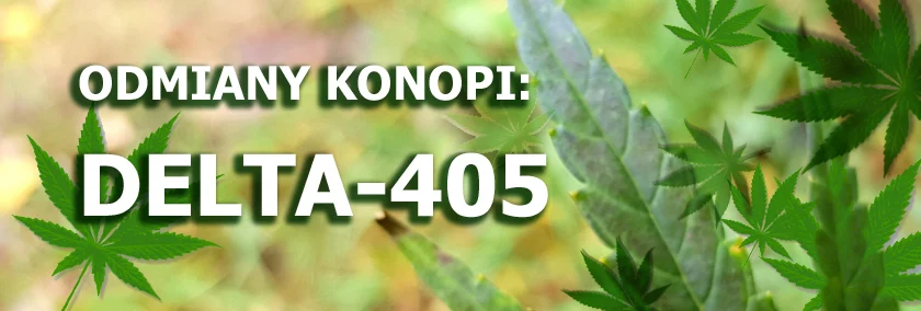 Odmiany konopi - Delta-405