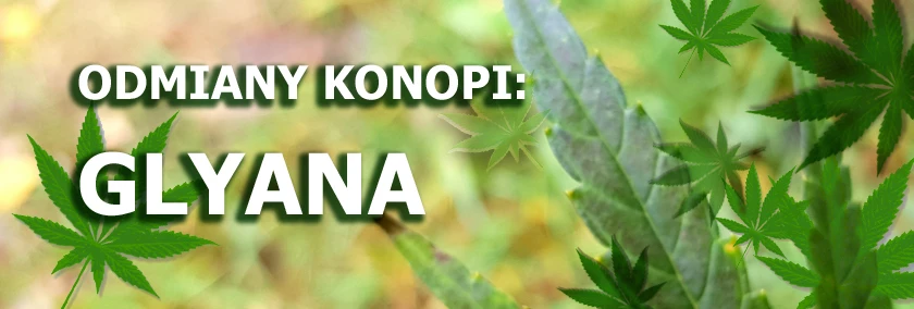 Odmiany konopi - Glyana