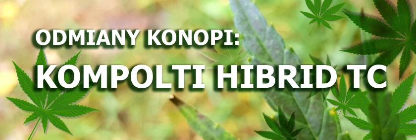 Odmiany konopi - Kompolti hibrid TC