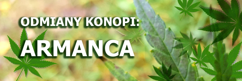 Odmiany konopi - Armanca