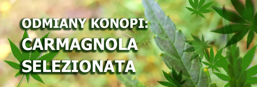 Odmiany konopi - Carmagnola Selezionata