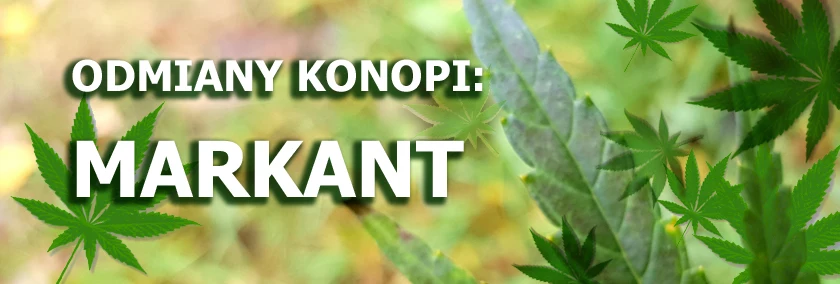 Odmiany konopi - Markant