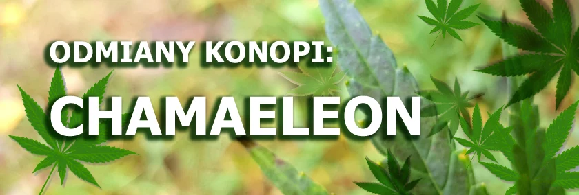 Odmiany konopi - Chamaeleon