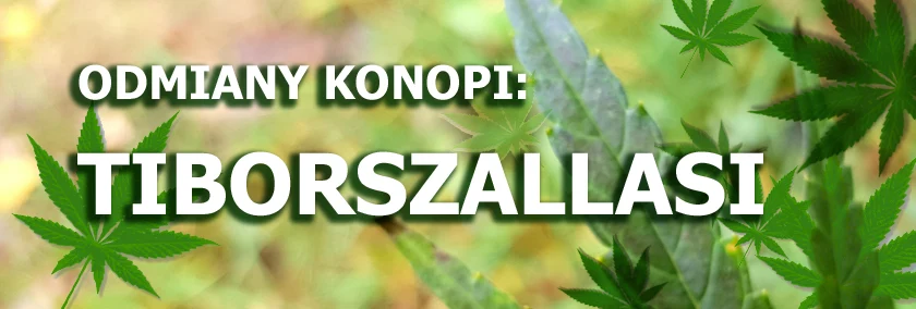 Odmiany konopi - Tiborszallasi