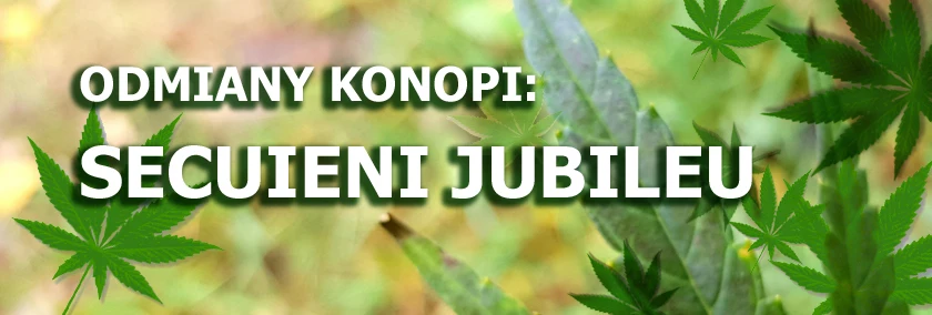 Odmiany konopi - Secuieni Jubileu