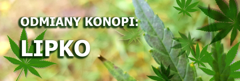 Odmiany konopi - Lipko