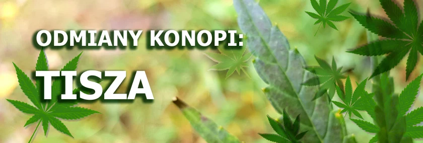 Odmiany konopi - Tisza