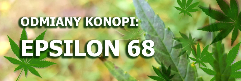 Odmiany konopi - Epsilon 68