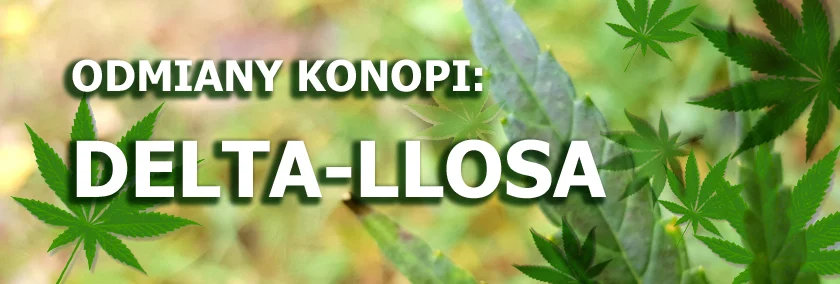 Odmiany konopi - Delta-llosa