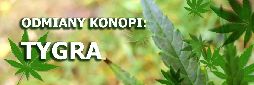 Odmiany konopi - Tygra