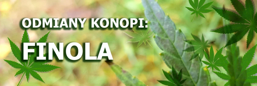 Odmiany konopi - Finola