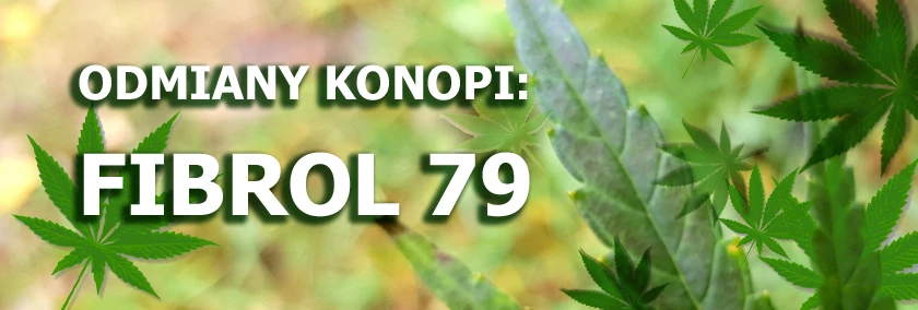 Odmiany konopi - Fibrol 79