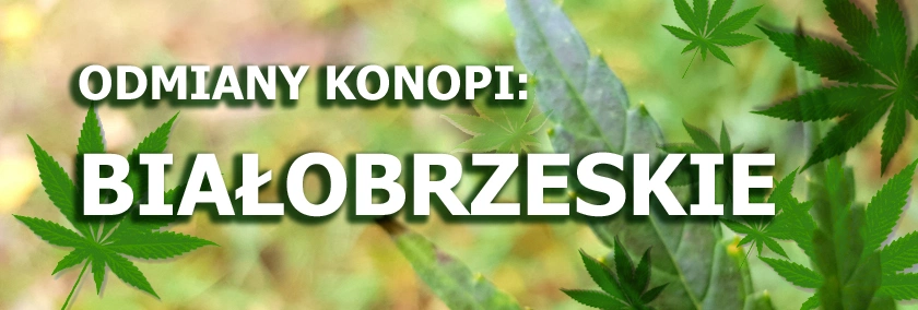 Odmiany konopi - Białobrzeskie